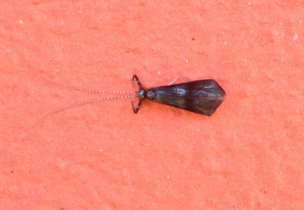 sembra: Mystacides azurea o nigra - Leptoceridae